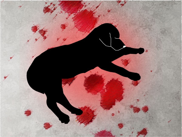 [동의하십니까] “개지옥 사설동물보호소” 동물 학대 처벌 촉구 청원