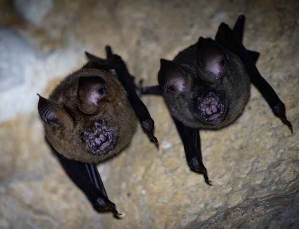 라오스 서식 박쥐서 코로나19와 96.8% 일치한 바이러스 발견