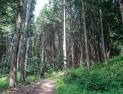 진안 부귀 편백숲에서 되찾은 ‘마음의 평화’ 