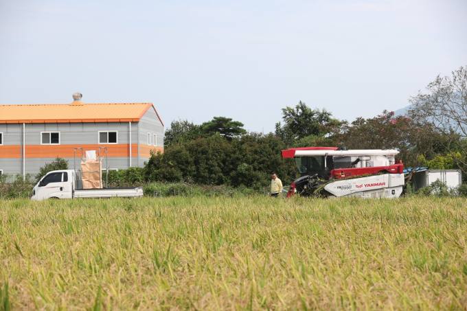 태풍을 이겨낸 고성 들녘 쌀 첫 수확 [포토뉴스]
