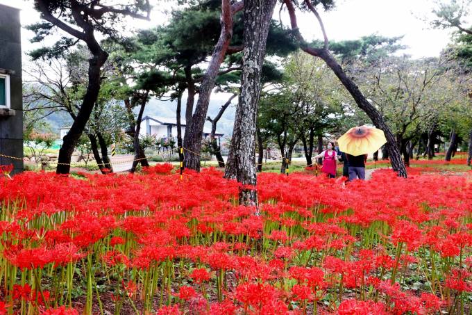 붉은 꽃무릇 절정인 '의령 신포숲' [포토뉴스]