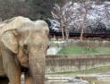 ‘사람 나이 90세’ 국내 최고령 코끼리 ‘사쿠라’ 세상 떠났다 