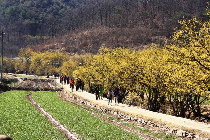 경북의 봄, ‘화려한 꽃 축제 막 올랐다’