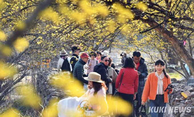 온 동네 노란 물결 “이천백사산수유꽃축제”