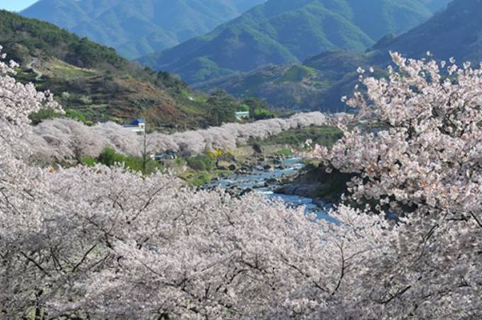 “봄꽃 소풍, 가족과 함께 전북 천리길 걸어요!”