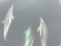 세계 최초, 밍크고래 어미와 새끼가 함께 유영하는 모습을 담다!