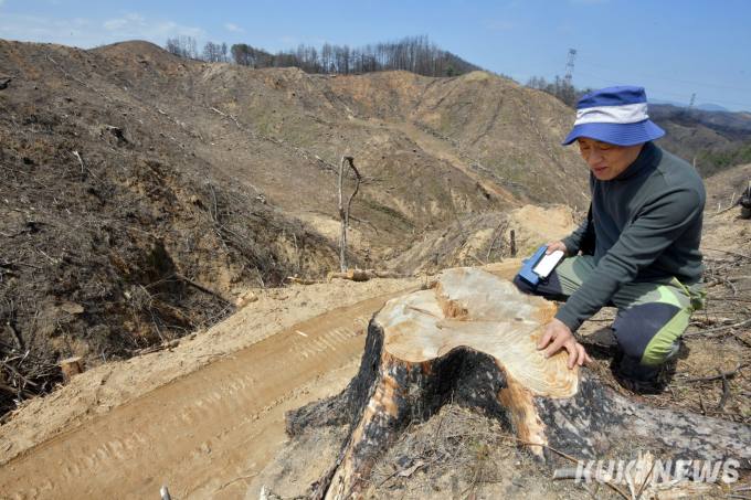 '소나무 중심 숲 구조'가 대형 산불 주요 원인 [환경탐사기획 2회]