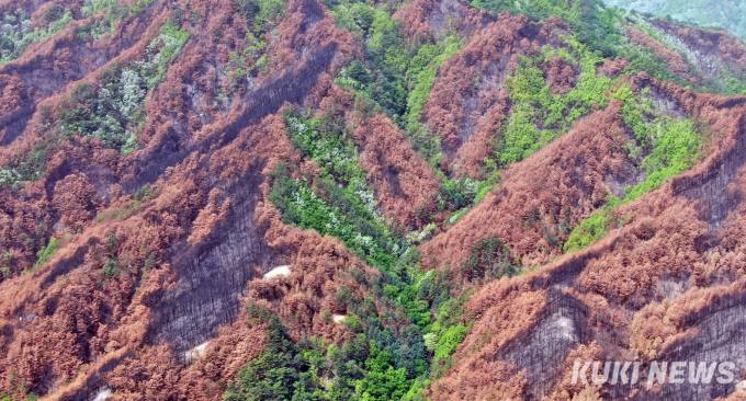 '소나무 중심 숲 구조'가 대형 산불 주요 원인 [환경탐사기획 2회]