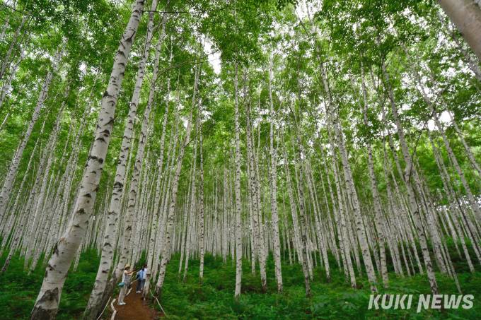 '한국 대표 관광지 100선' 인제 자작나무 숲 내달 4일 개방