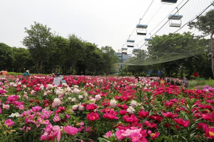 백만송이 장미 속 거닐며 향기에 취해보자…서울대공원 ‘장미원 축제’