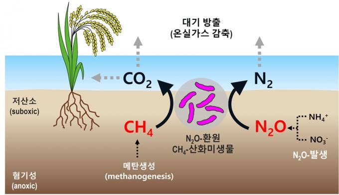 온실가스 원인 '메탄·아산화질소' 동시  제거 습지미생물 발견