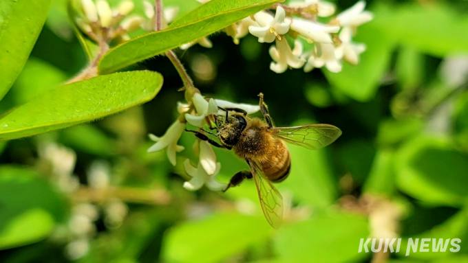 ‘꿀벌 실종’ 막아야…5개 정부 기관 협력 나서 
