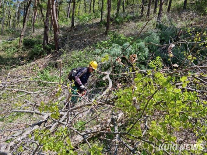 정선군, 43억원 투입 숲 가꾸기 사업 추진