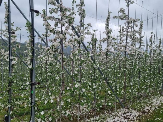 경북도, ‘다축형 사과원 화분매개곤충 적용 매뉴얼’ 개발 가속