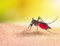 장마철 말라리아 확산 우려…“선제적 대응 중요”
